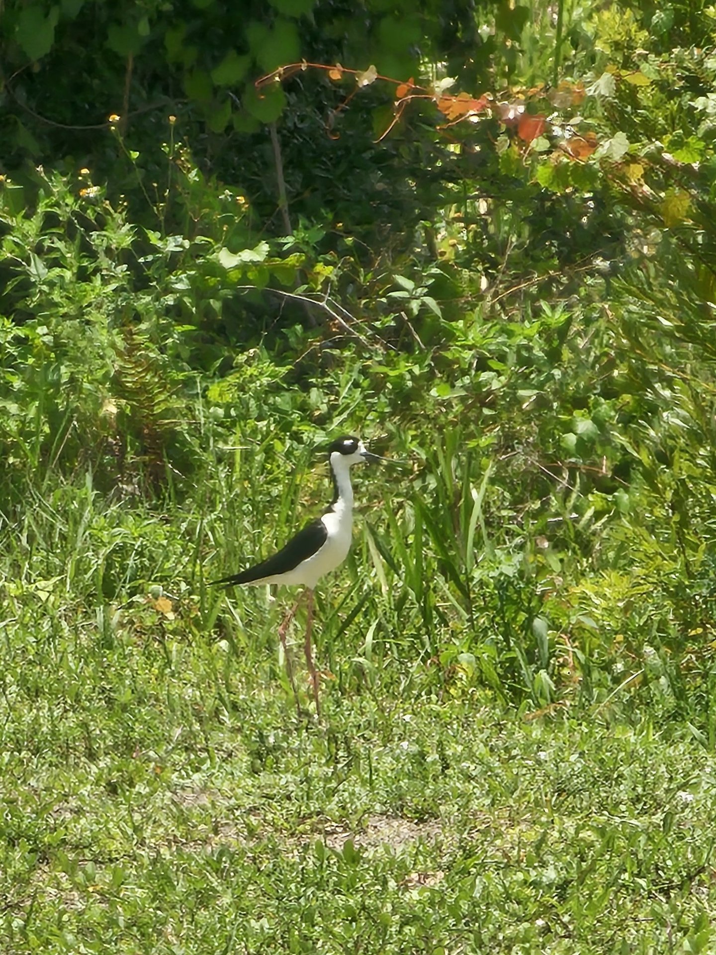 Black Necked Stilt