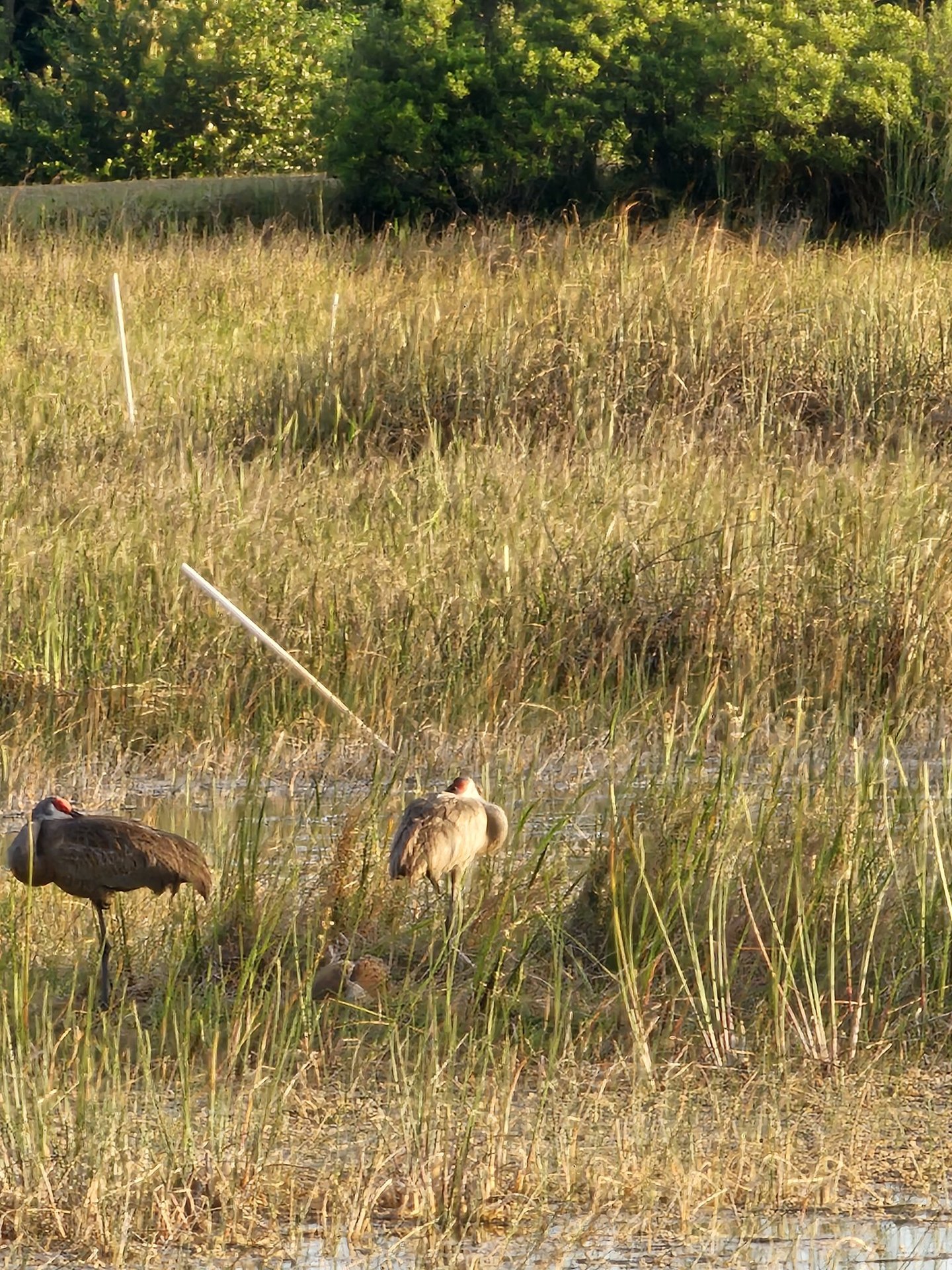 SandhillCranes