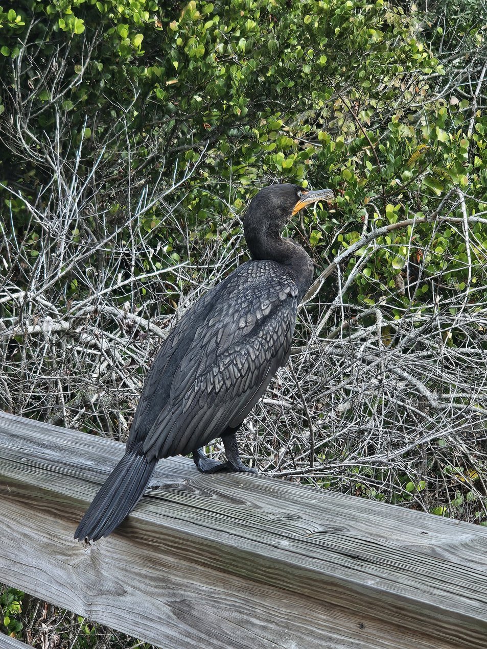 Cormorant